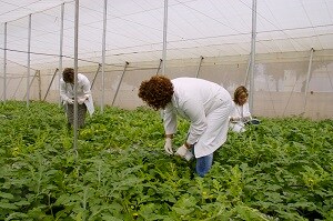 La Junta celebra en La Mojonera una jornada técnica sobre el ‘Tomato leaf curl New Delhi virus’ en cultivos hortícolas protegidos