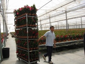 Francia compra el 60% de las plantas vivas que ex-portan las empresas de Almería, y Holanda el 98% de las flores