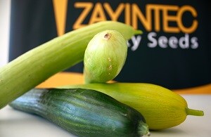 Zayintec desarrolla en Almería la nueva variedad de pepino blanco que triunfa en la distribución holandesa