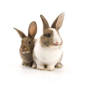Campaña nacional para promover el consumo de conejo