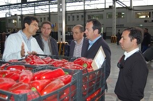 Agroponiente muestra a Olvera su modelo mixto de comercialización hortofrutícola