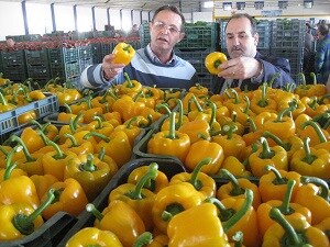 Almería incrementa un 9,3% el valor de la exportación de verduras y frutas frescas en 2013 y establece un nuevo récord