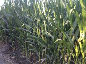 Francia prohíbe el cultivo de maíz transgénico