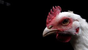 España, tercer productor europeo de carne de pollo