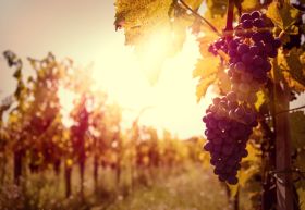 El Ministerio analiza los problemas derivados del incremento de producción de vino