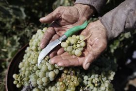 Se busca una salida a la gestión de los excedentes vitivinícolas