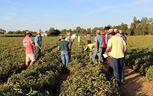 Syngenta muestra en campo sus variedades para tomate industria