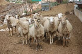La raza ovina lojeña abre tienda en Bruselas