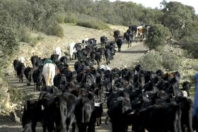 La Junta entrega 4,6 millones en ayudas a la salud animal en explotaciones ganaderas