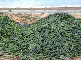 Cuatro millones de kilos de pepinos, desechados por los bajos precios