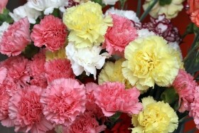 El Ministerio promociona el sector de la flor viva en Francia