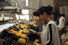 España y China firman de forma provisional un Protocolo para la exportación de melocotones y ciruelas españolas
