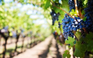 Nueva normativa sobre el Sistema de Información de Mercados del Sector Vinícola y el régimen de autorizaciones de plantaciones de viñedo