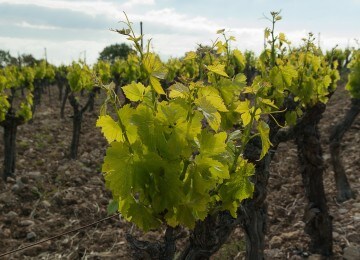 Publicado el listado de adjudicatarios de nuevas plantaciones de viñedo para 2016