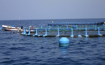 Abierto el plazo para solicitar ayudas a la comercialización y transformación de productos pesqueros y acuícolas y para pesca sostenible