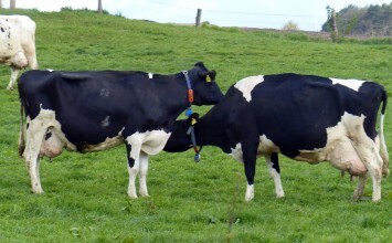 Publicadas las condiciones de acceso y los formularios de ayuda a la reducción de la producción de leche de vaca
