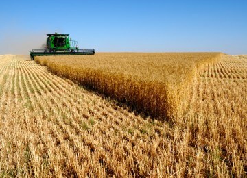 Los cereales de invierno verán recortada la superficie de cultivo