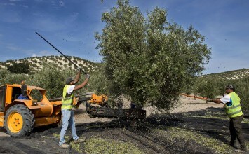 El mercado del aceite de oliva consolida la tendencia positiva en la comercialización en la nueva campaña 2016/17