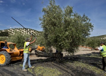 El mercado del aceite de oliva consolida la tendencia positiva en la comercialización en la nueva campaña 2016/17