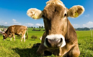 El consumo de leche ha caído un 4,3% y de productos lácteos un 1,3%.