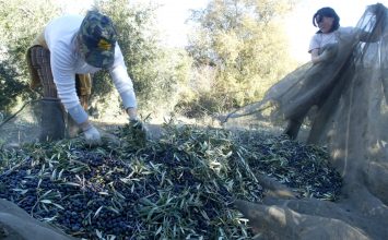 La producción de aceite de oliva desciende con respecto a la pasada campaña