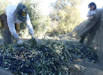 La producción de aceite de oliva desciende con respecto a la pasada campaña