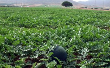 Más de 20.000 hectáreas en cultivo del Almanzora peligran por la falta de agua