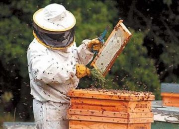 Coag favorece la seguridad en la relación laboral entre apicultores y agricultores