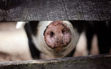 Unión de Uniones hace un balance positivo del sector porcino durante el primer semestre 2017 y propone invertir en bioseguridad en las explotaciones