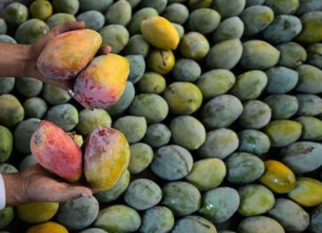 La necrosis apical afecta al menos al 10% de los mangos de la Costa Tropical