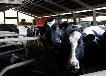 UPA acusa a la industria láctea de dejar a España a la cola de los precios de la leche