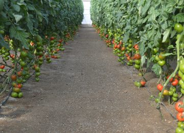 El retraso y una menor superficie de cultivo   reduce la oferta de tomate en este el inicio