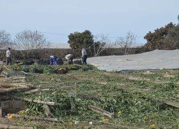 Cajamar comienza a  pagar las indemnizaciones por los tornados a los productores con seguro