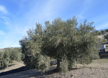 Montes de Granada pone en marcha un concurso fotográfico dedicado al aceite de oliva virgen extra