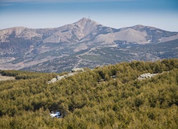 El Plan de Gestión Integral de los montes públicos de Sierra Filabres generará unos 83.980 jornales directos