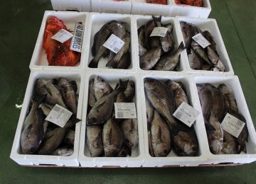 El nuevo decreto para la venta de productos de la pesca refuerza la calidad y las garantías al consumidor