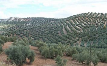 Las exportaciones de aceite de oliva han crecido un 80,6% durante el mes de enero de 2024