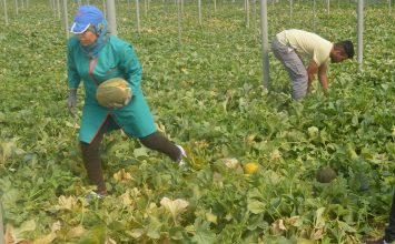 Agricultura estima para Almería un descenso de la superficie de melón del 8% y un aumento del 3% de sandía