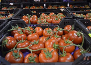 El Gobierno concede una rebaja fiscal a los productores de tomate y calabacín