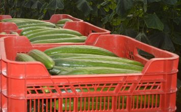 Agricultura Viva en Acción pide reuniones a Coexphal y Hortiespaña para abordar la caída de precio del pepino