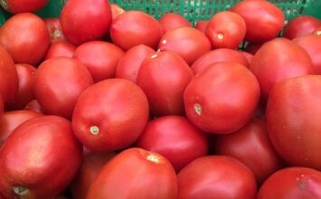 La empresa Ecoculture soluciona los problemas del jaspeado del tomate