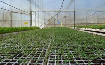 Projar elabora sustratos para semilleros a medida de cultivos, climas y tecnologías de producción