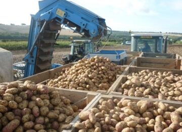 Estudios en Reino Unido muestran una gran reducción de defectos en patata utilizando la gama Ecoculture