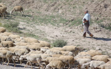 Convocadas ayudas por valor de 7M€ para la ganadería andaluza afectada por la sequía