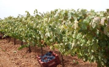 Andalucía produce un 3% del vino de nuestro país, Castilla la Mancha más de la mitad