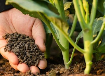 ¿Cómo elegir el mejor fertilizante?
