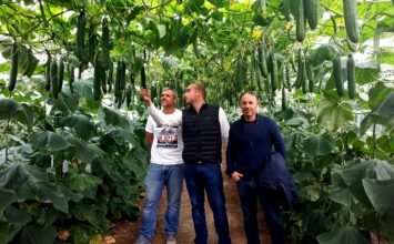 Fitó muestra en campo la calidad y potencial productivo de Caoba, su nuevo pepino holandés con genética SmartQ