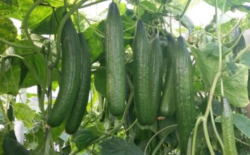 Ecoculture muestra los avances de sus productos para hortícolas y tropicales de la Costa de Granada