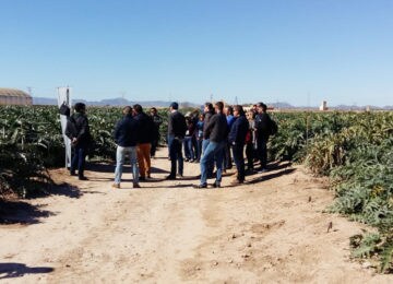 BASF Vegetable Seeds apuesta por diversificar la oferta de alcachofa en el mercado español para incentivar su consumo