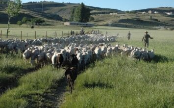 Savia pide medidas en defensa de la ganadería extensiva y la trashumancia a la Consejería
